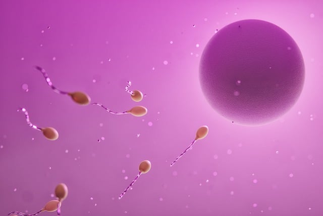 Sperm og eggceller